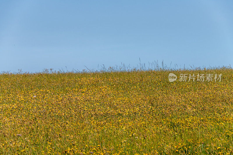 野豌豆，‘Anthyllis vulneraria’花